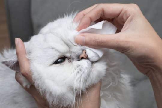 Come pulire gli occhi del gatto?