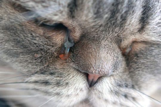 Perché l’occhio del gatto lacrima?
