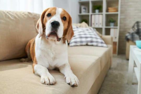 Quali sono i migliori cani da appartamento?
