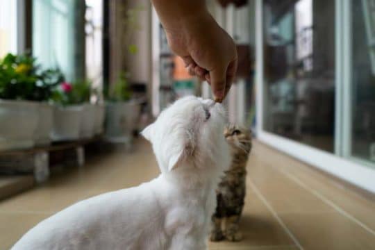 Snack per gatto: Come utilizzarli per premiare il tuo micio