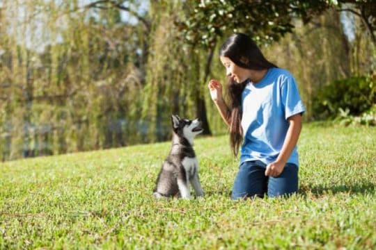 Premietti per cuccioli: Come usarli per “premiare” il tuo cagnolino