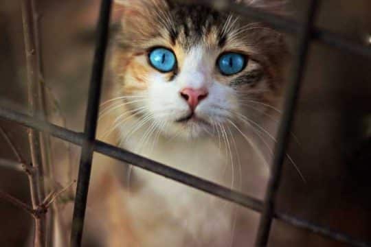 Razze di gatti con occhi azzurri